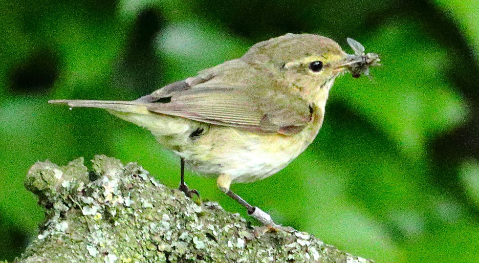 Chiffchaff 10th June 2025 Isington Hampshire