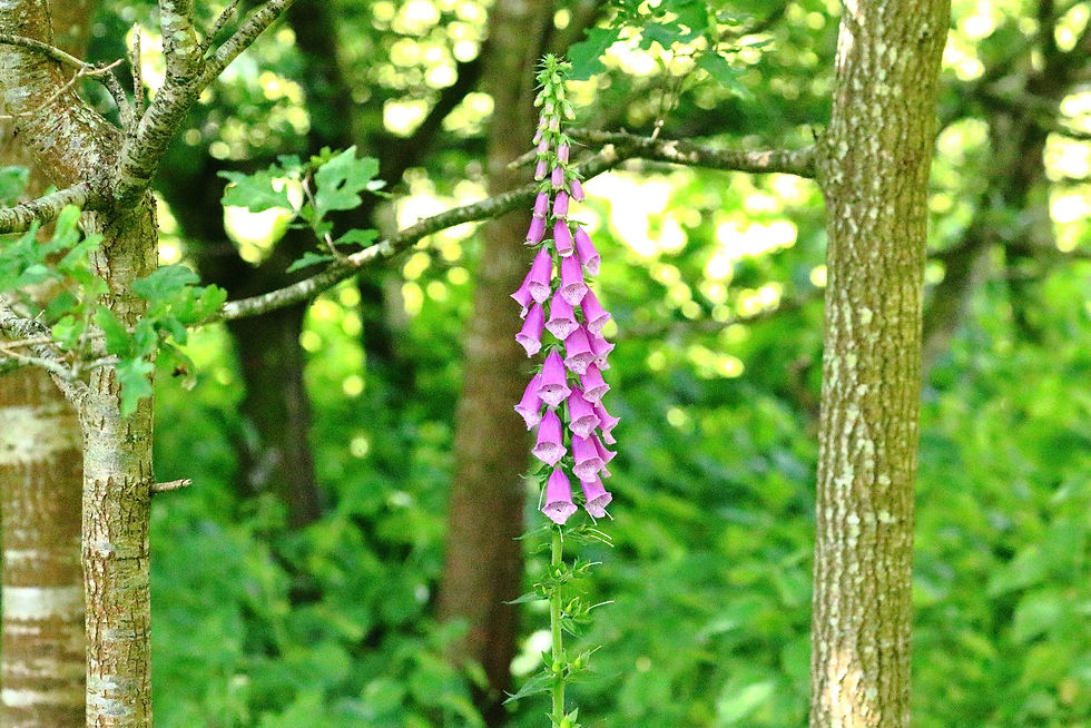 Foxglove in the woods 18th June 2024 Chawton Hampshire