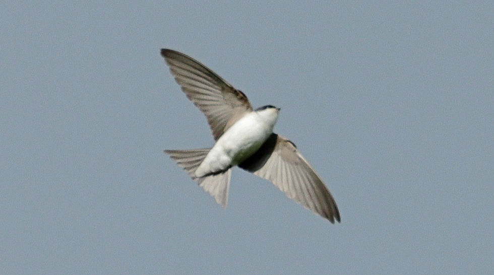 House Martin 23rd May 2025 Isington Hampshire