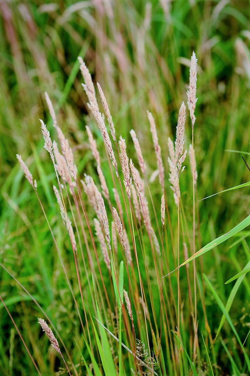 Meadow Fescue July 6th Chawton