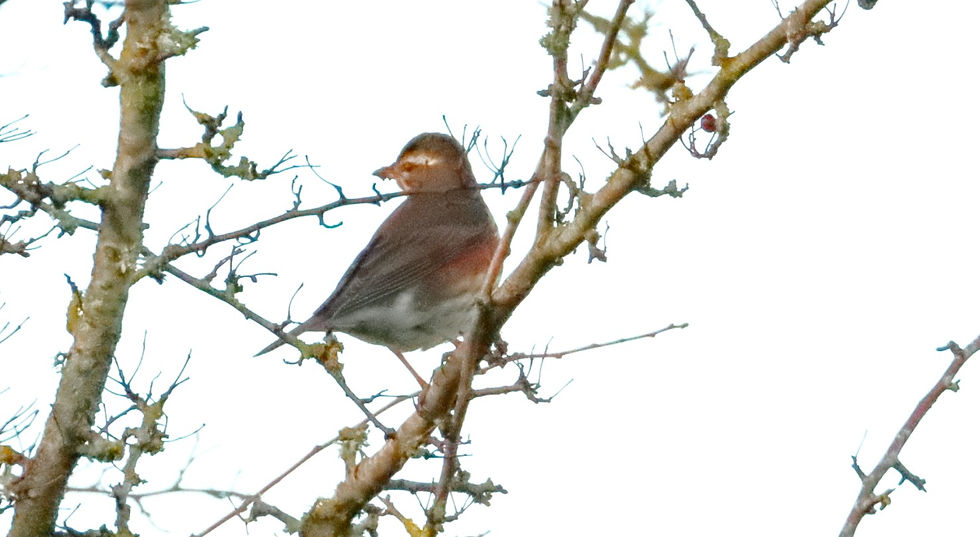 Redwing 26th January 2024 Chawton Hampshire