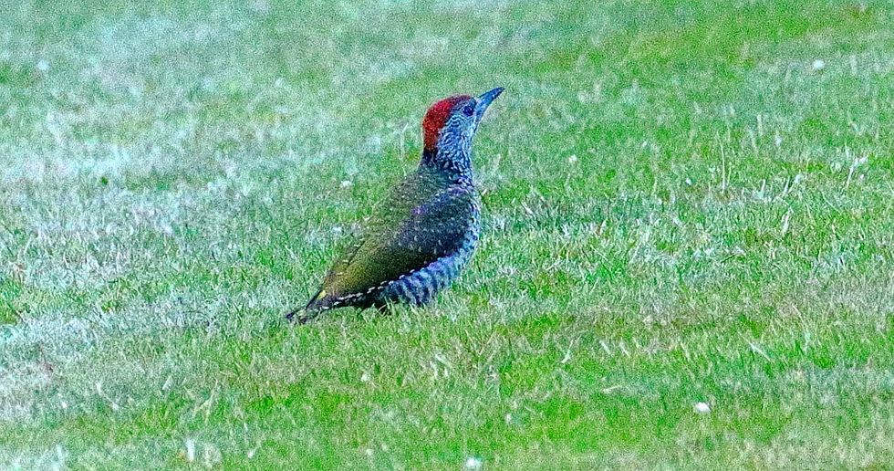 Juvenile Green Woodpecker 27th June 2024 Chawton Hampshire
