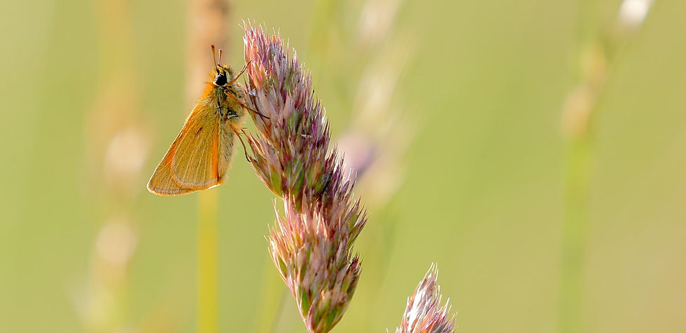 Small Skipper Butterfly 7th July 2021 Chawton Hampshire