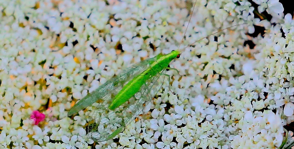 Green Lacewing 17th July 2022 Chawton Hampshire