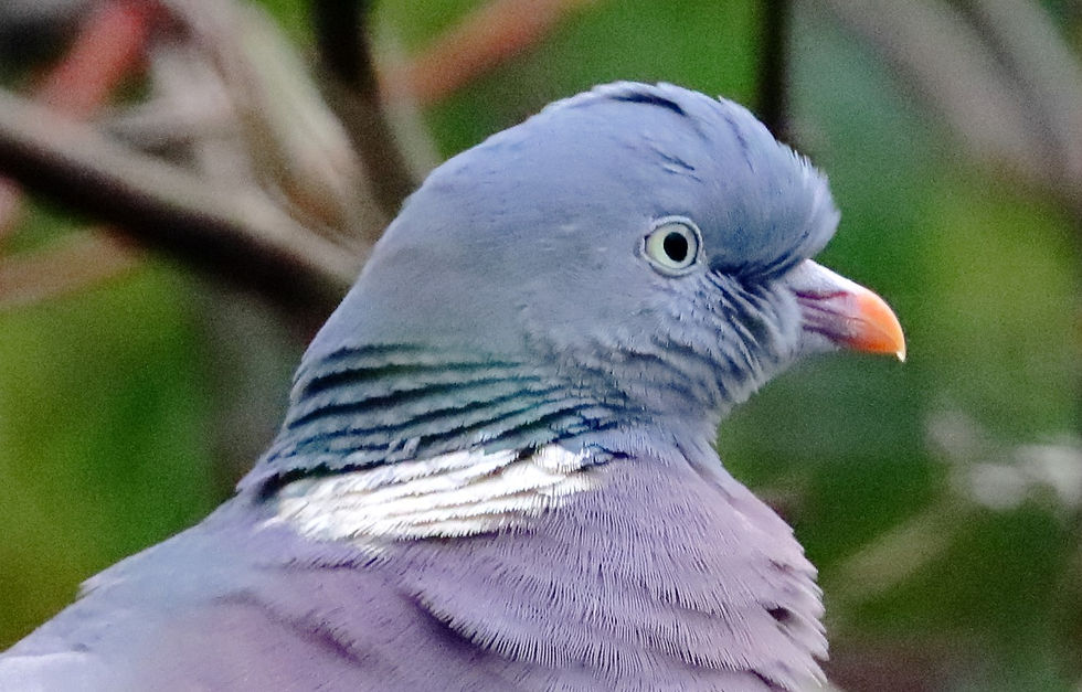 Ringed Dove (Wood Pigeon) 21st January 20204 Chawton Hampshire