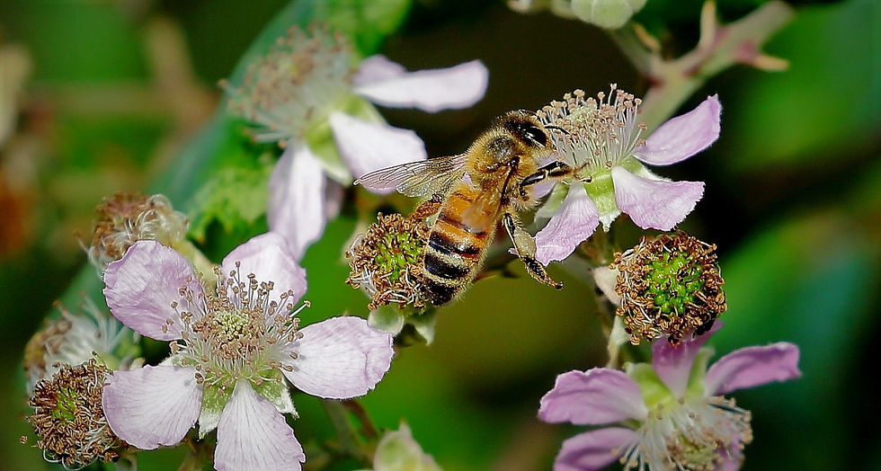 Honey Bee August 7th Isington