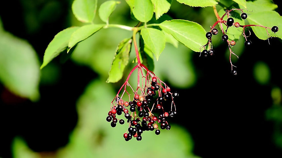 Elderberries 24th August Chawton