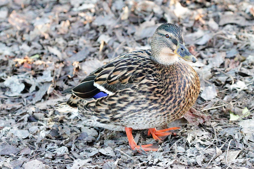 Female Mallard 13th February 2023 Alton Hampshire
