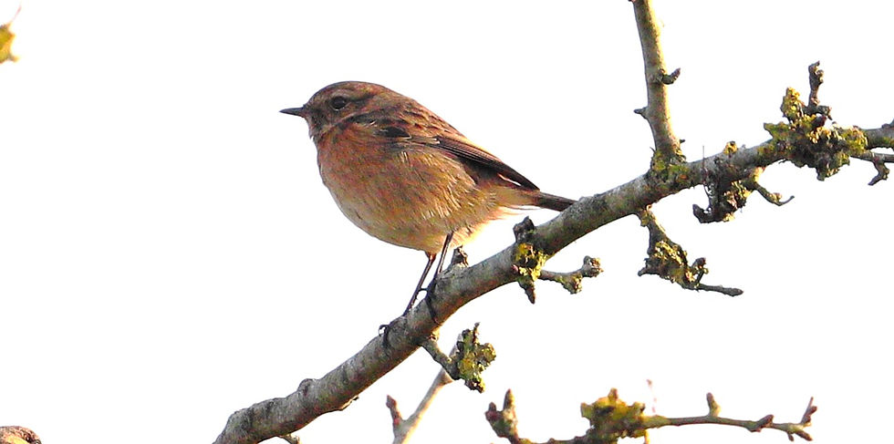 Female Stonechat 17th February 2025 Chawton Hampshre