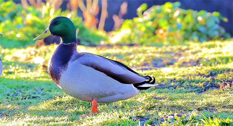 Male Mallard 14th January 2022 Isington Hampshire