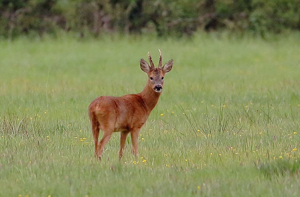 May 2018 Kingsley Hampshire