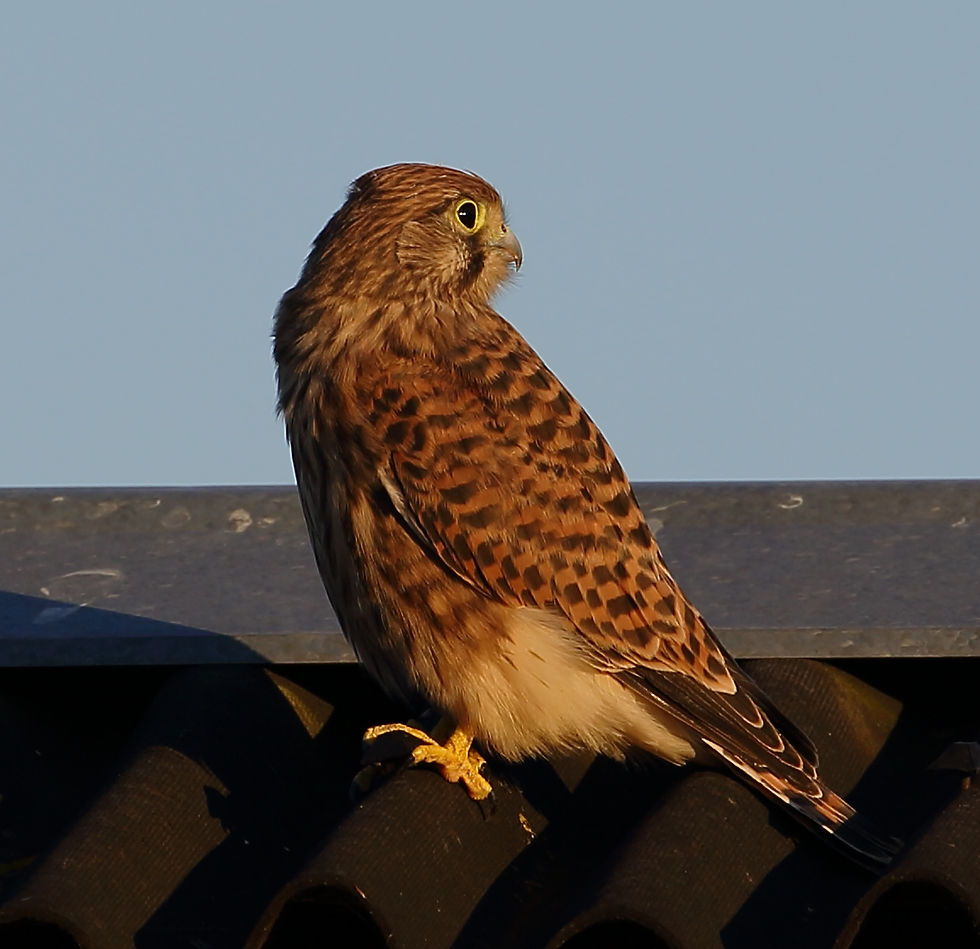 June 2018 Chawton Hants (Juvenile)