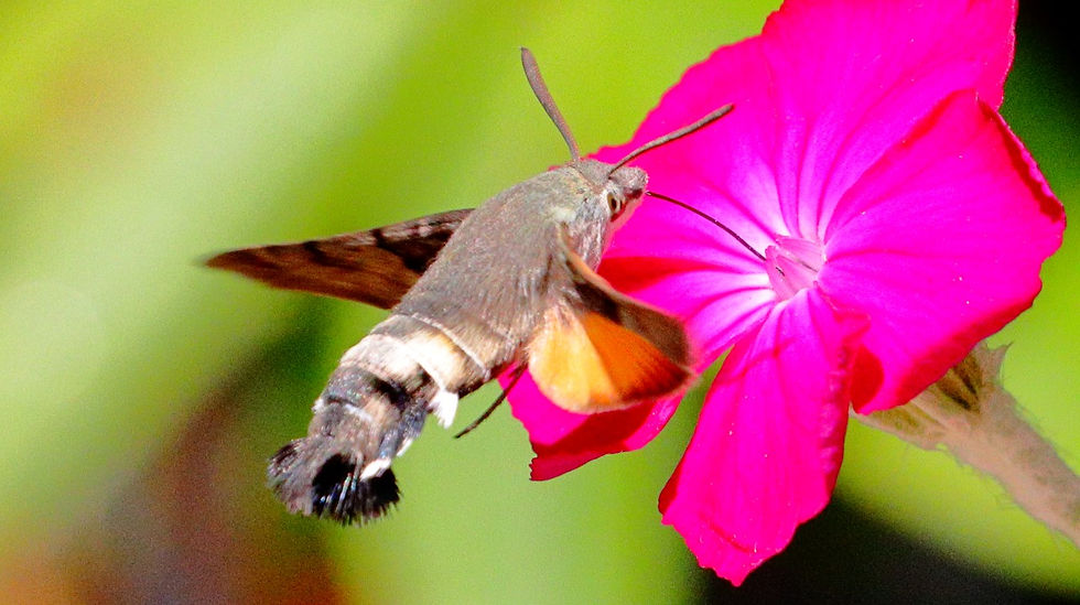 Hummingbird Hawk Moth 15th June 2025 Chawton Hampshire