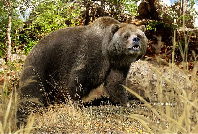 Ursus_spelaeus