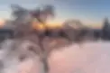 SnowCoveredTrees.webp