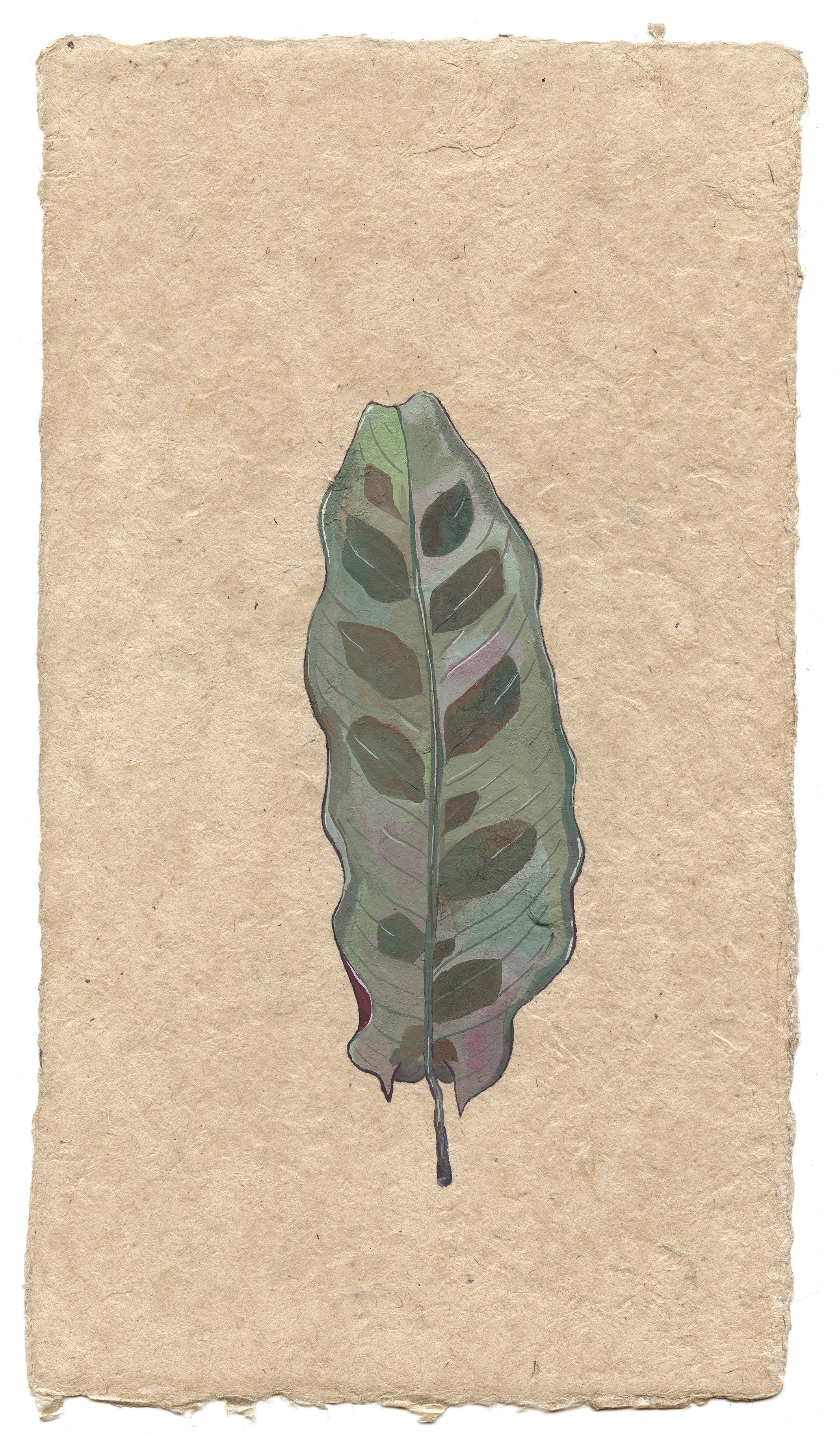Rattlesnake leaf