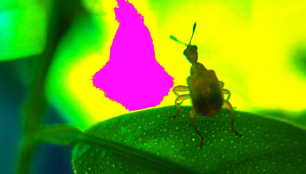 A mobile-micro-para intrusive towards the potentiality of survival itself meet our chances or not.