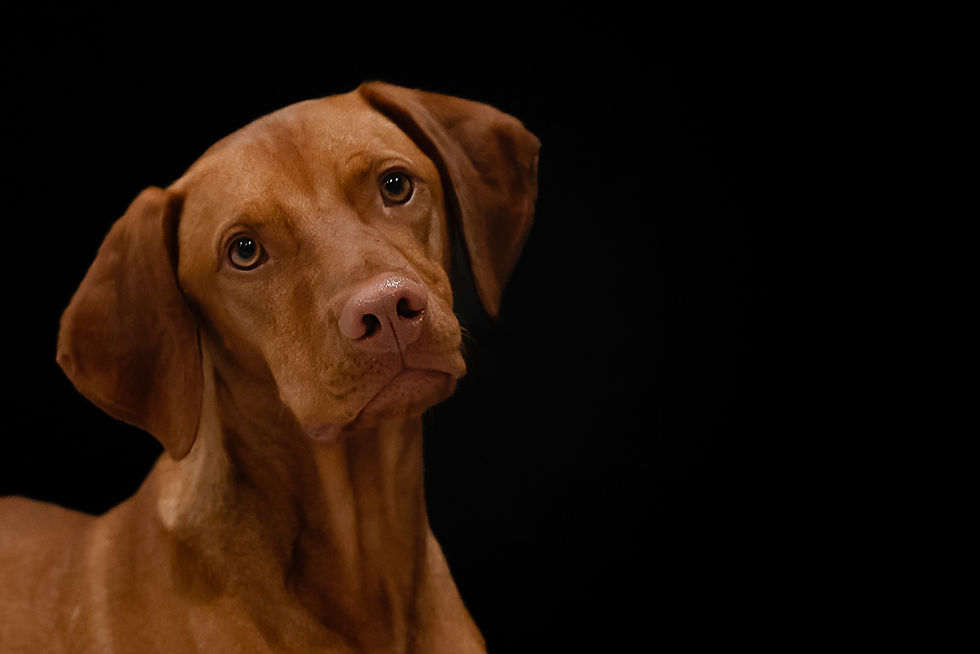 iowa-furry-friends-pets-mollie-logan-01