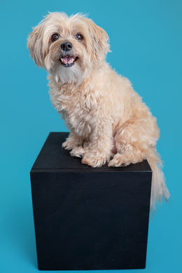 Teddybear Yorkie Poo