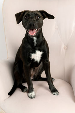 Professional Studio Pet Photography