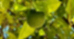 A Seville Orange, seen on trees all over the city