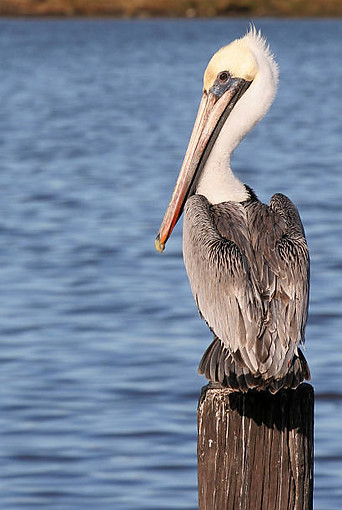 istockphoto-157294546-612x612.jpg
