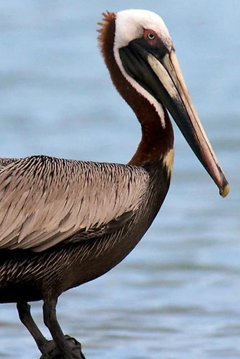 Brown_Pelican_RL_edited.jpg
