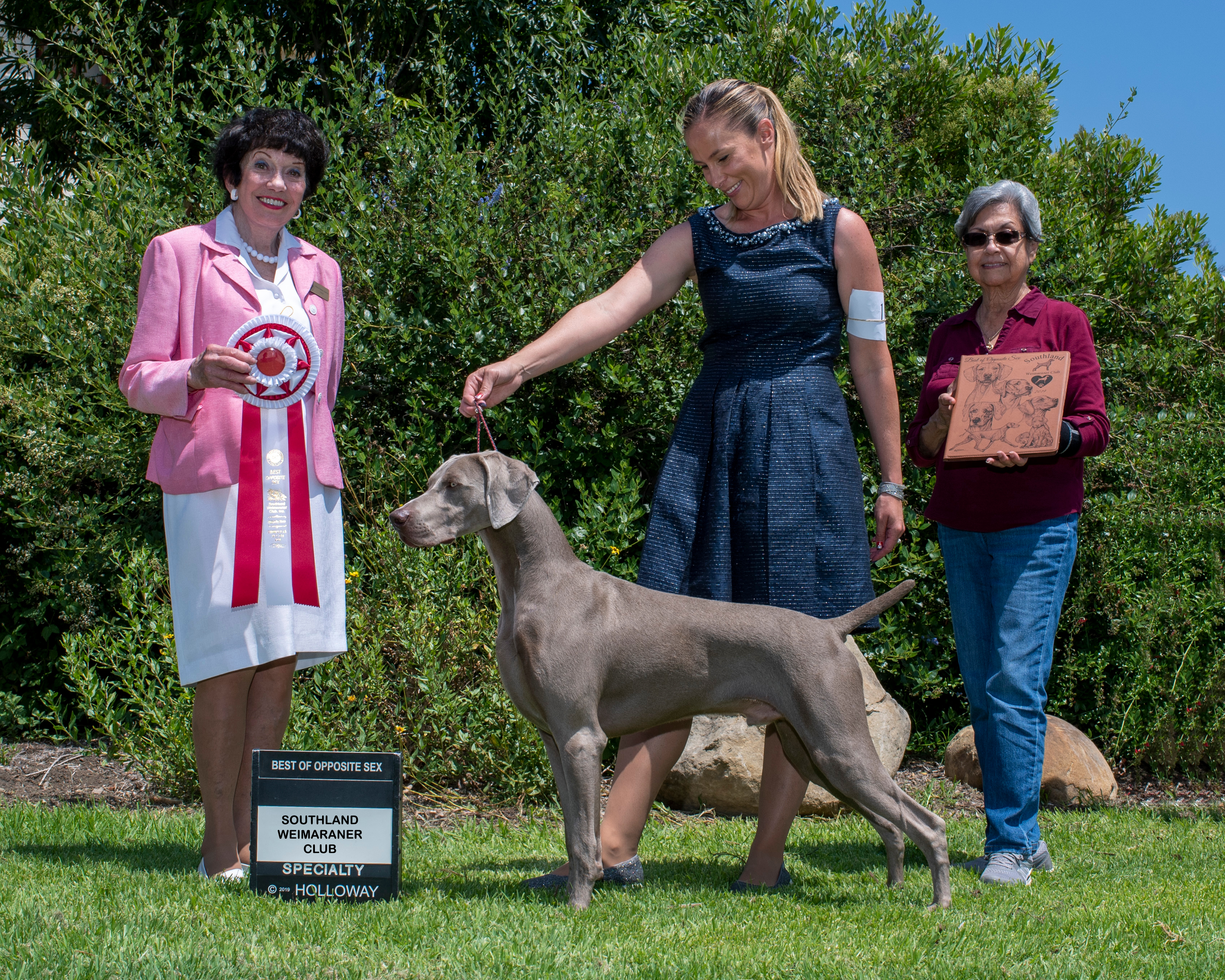 weimaraner kennel club