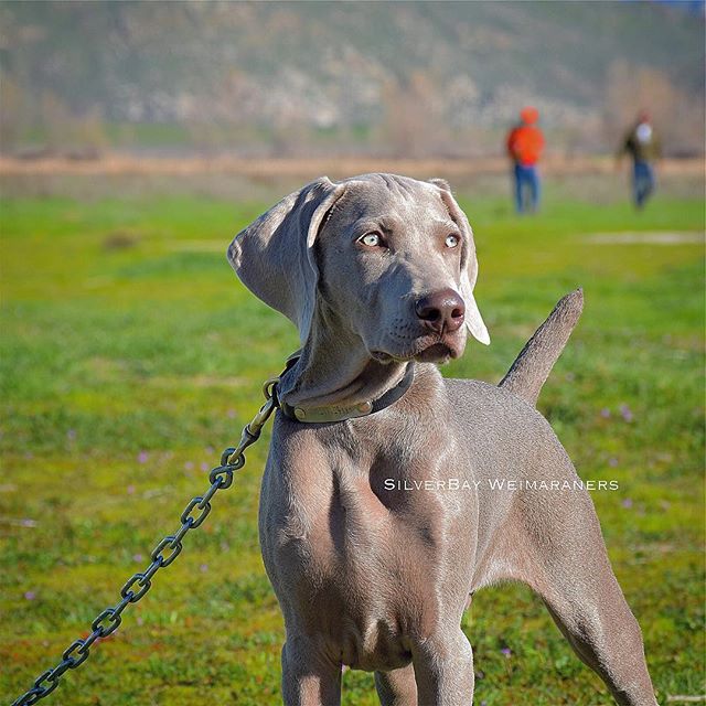 zignature feeding guide