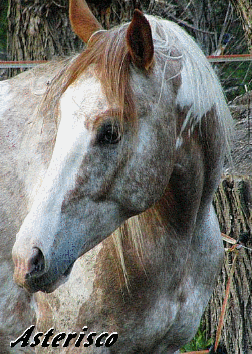 mein Pferd.gif