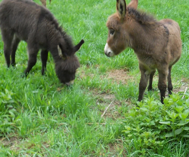 Mn Miniature Donkeys Foals And Donkeys For Sale Mini Donkeys