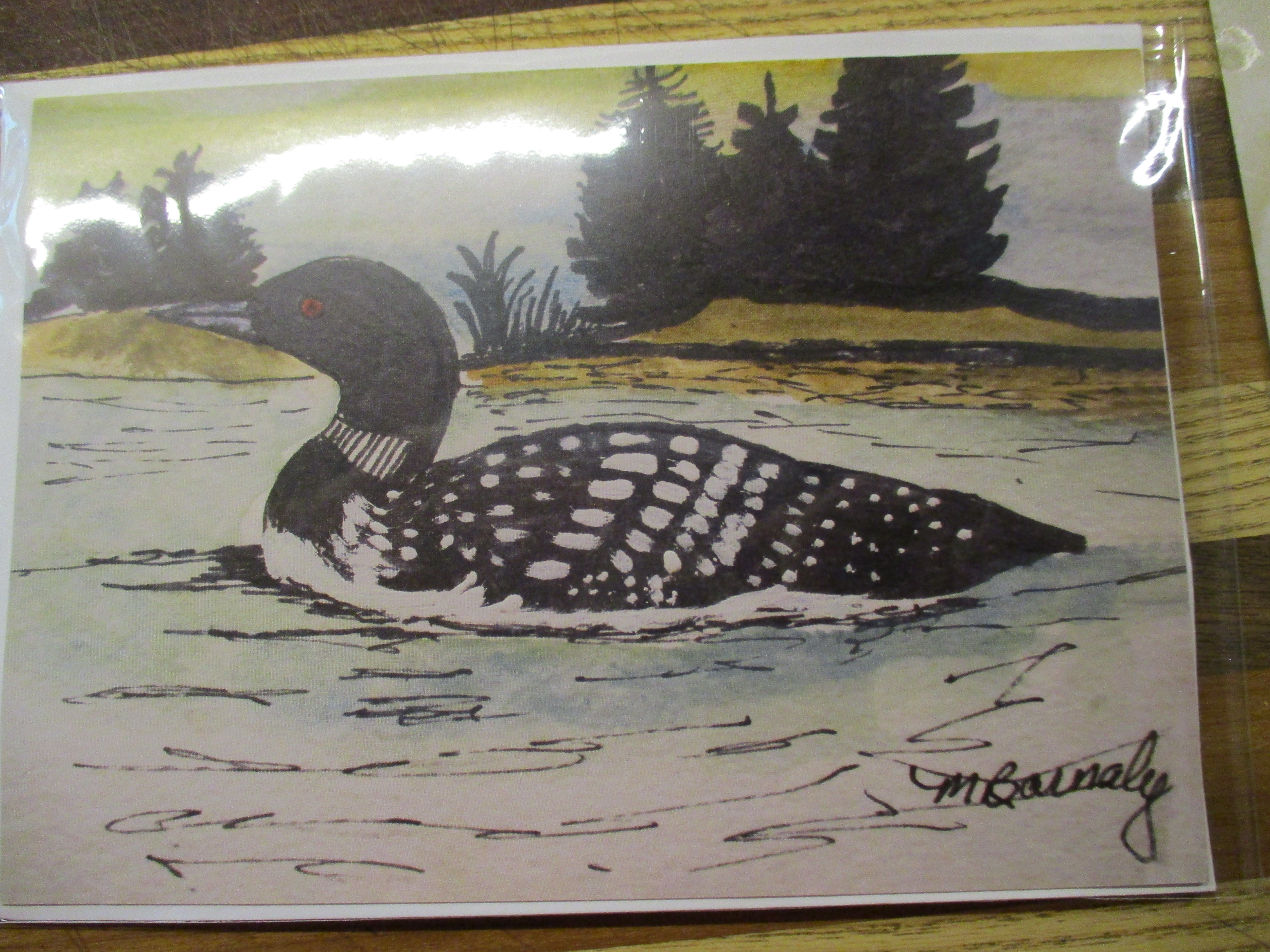 Vermont's loon
