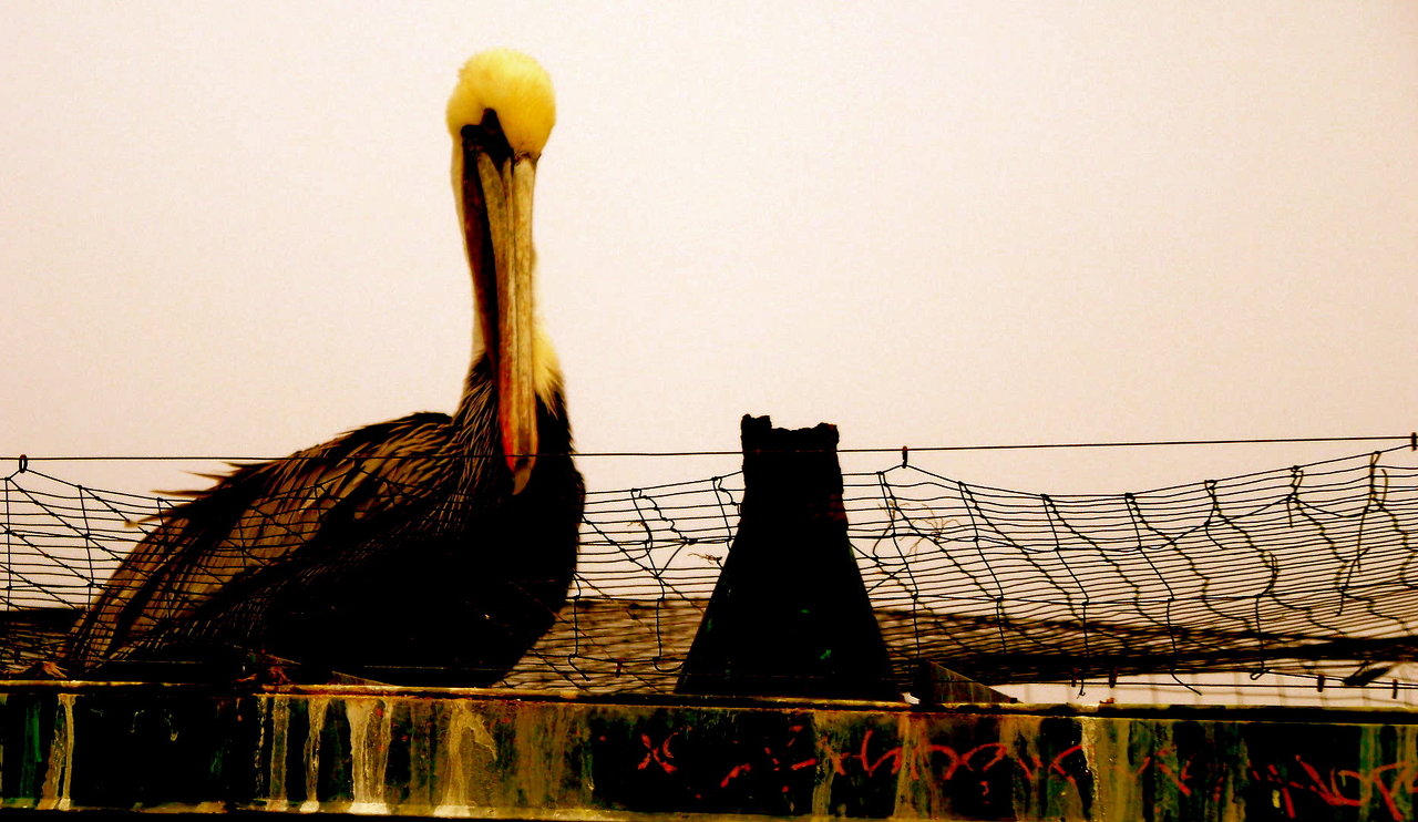 royal brown pelican 4