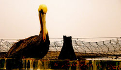 royal brown pelican 4