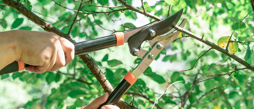 a-man-cuts-dry-branches-of-fruit-trees-with-secate-2026-01-08-06-24-46-utc.jpg