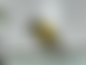 Nicolas Knobel Eishockey-Spiel Debüt EHC Wetzikon