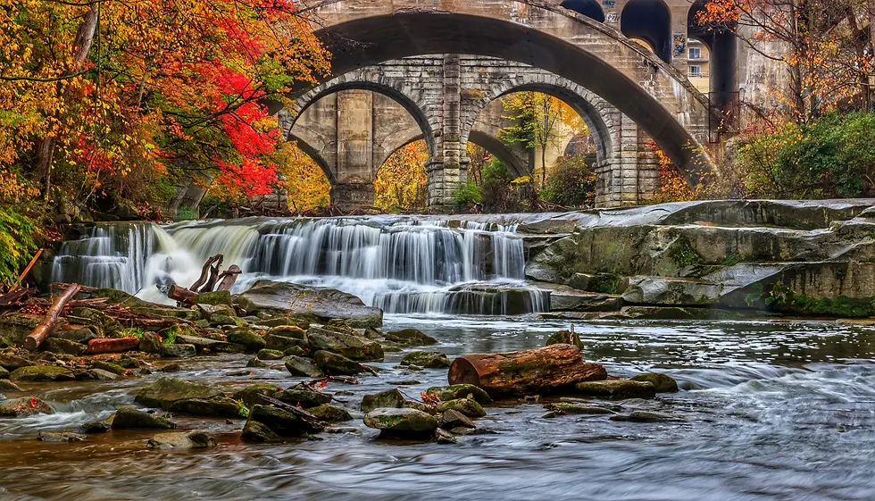 TICA Buckeye Ohio Rollers Cat Club