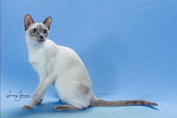 RW BW Cheshirepoint Cassiopeia