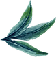 hoja