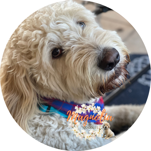 English Goldendoodle Puppy Male