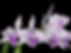 Laelia orchid from Miranda Orchids