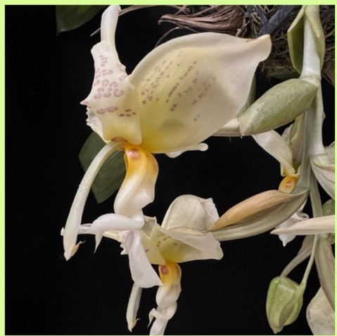 Close up view of Darwin Breu's June Bloom Table win for Judges' Choice at the June Tampa Orchid Club meeting