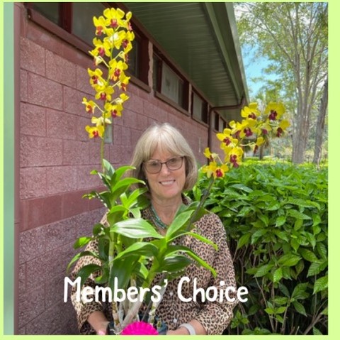 Tampa Orchid Club Betsy Schechter showing off her June Bloom Table win with her dendrobium