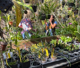 Accent orchids green house