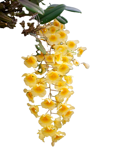 yellow dendrobium cascade .png