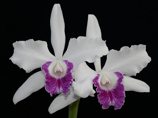 Laelia orchid