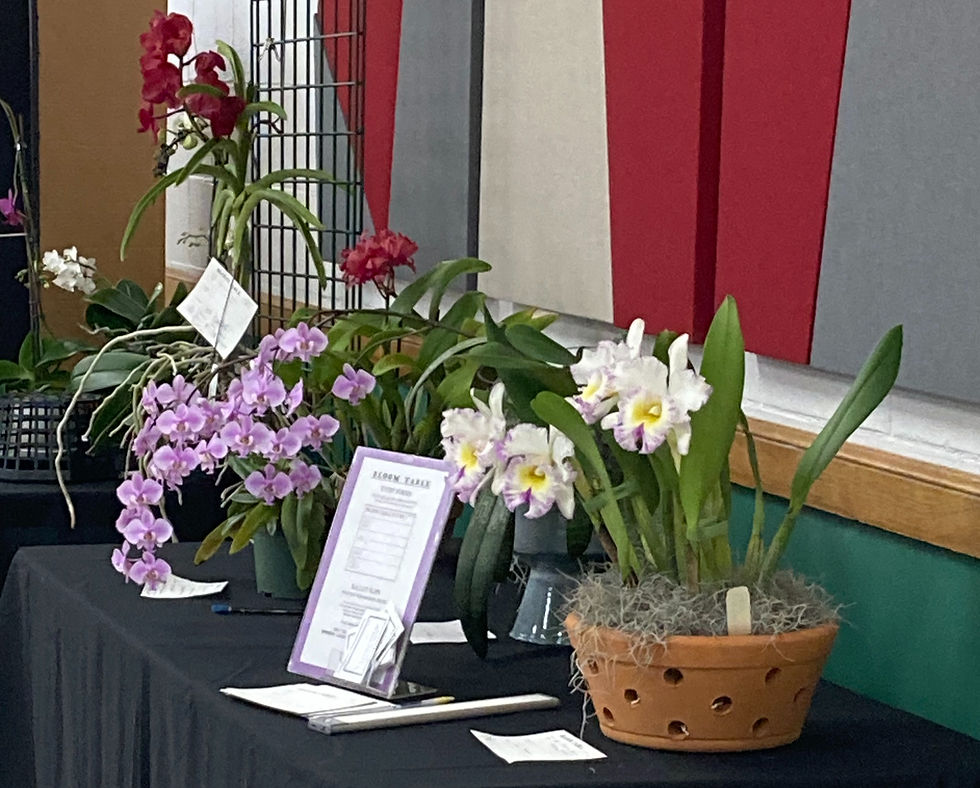 The bloom table at the February TOC meeting