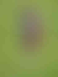 A golfer in American flag garb swinging a club