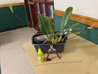 Prepping orchids for display