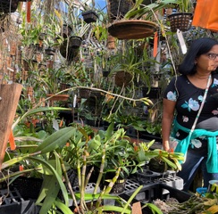 Accent orchids green house